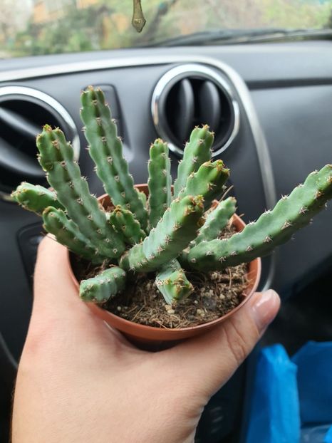  - CACTUSI rog identificare