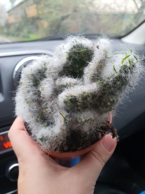  - CACTUSI rog identificare