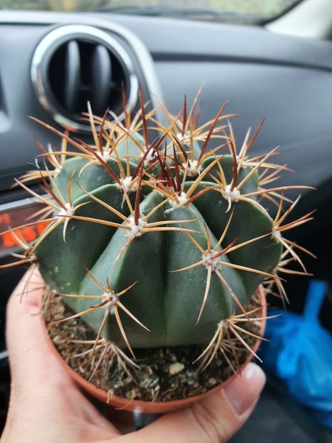  - CACTUSI rog identificare