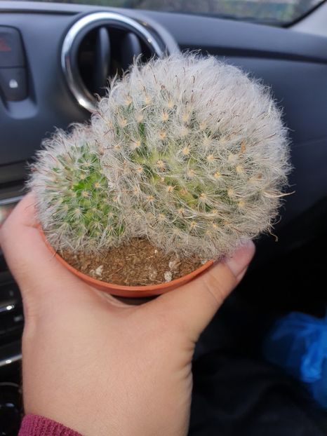  - CACTUSI rog identificare