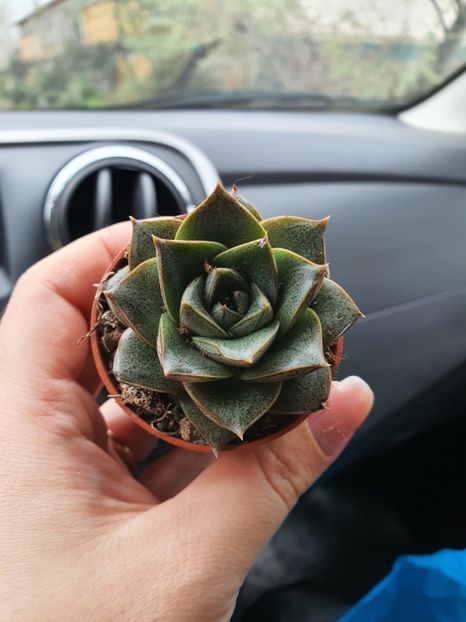  - echeveria