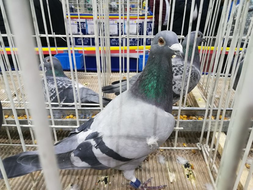 TOREADOR 10075-14 - TOREADOR 10075 - 14