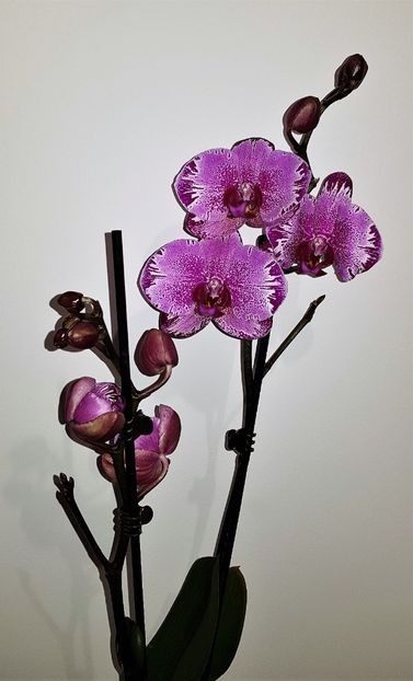  - Phalaenopsis 1