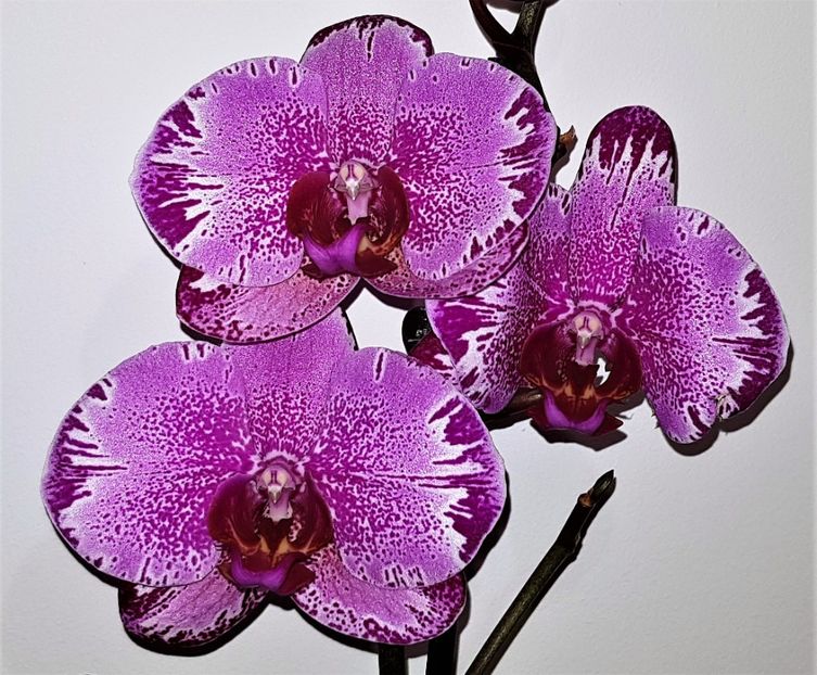  - Phalaenopsis 1