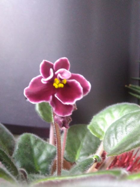 12 Decembrie 2019 - Bob Serbin