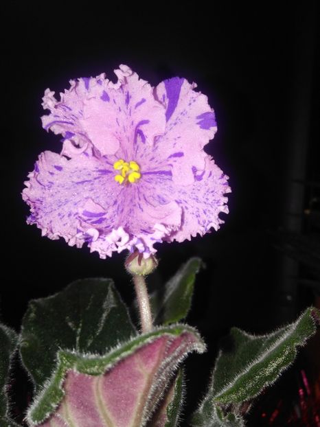 12 Decembrie 2019 - RS Zabijaka