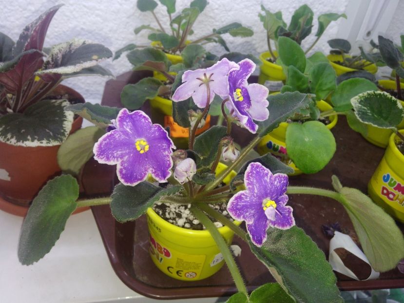 12 Decembrie 2019 - ZZZ_DS Izium