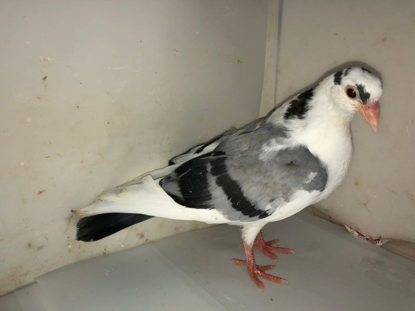 femelă  2019 - Plecați ALBUM 2