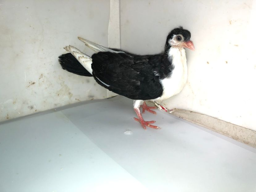 femelă  2019 - Plecați ALBUM 2