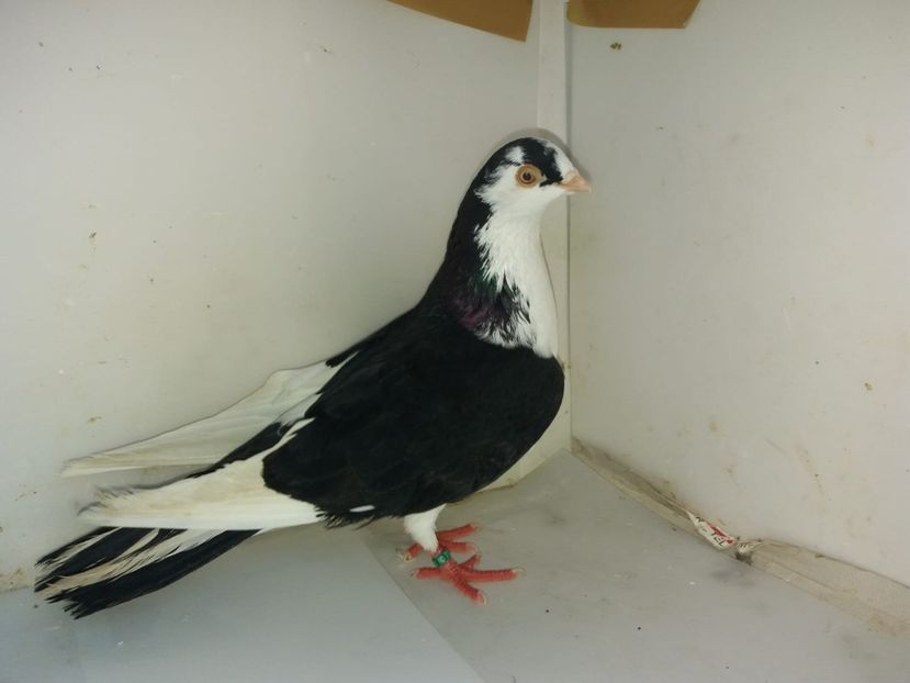 6780  mascul  2019 - Plecați ALBUM 2