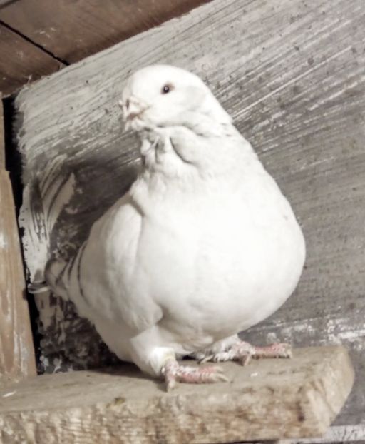  - - A - A - A - A - E N Y A 2019