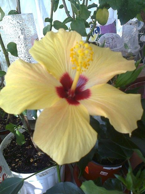 10841747_847846401902185_4687900221191769951_o - HIBISCUSI 1-2019