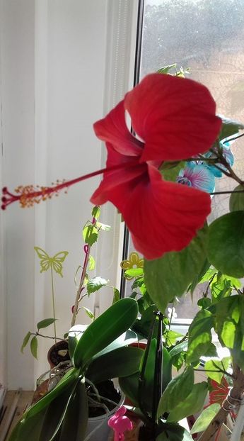 47384330_2106126646074148_3262266525918167040_o - HIBISCUSI 1-2019