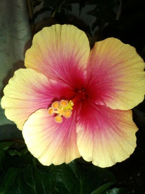 25311371_1662932440393573_5763464461632967053_o - HIBISCUSI 1-2019