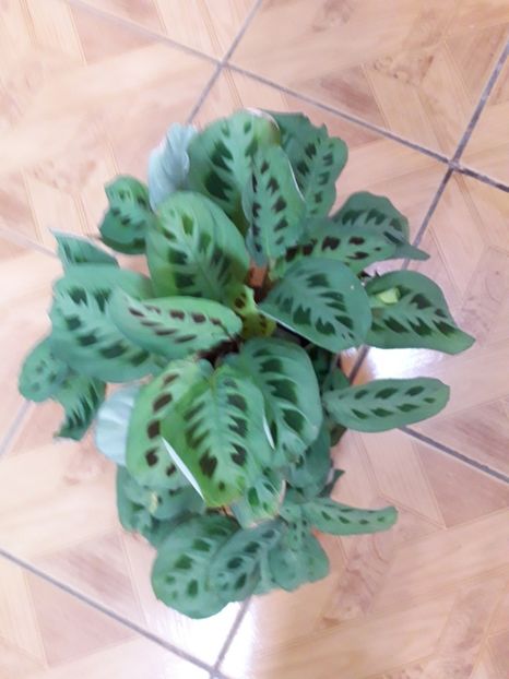 20191213_103422[1] - maranta