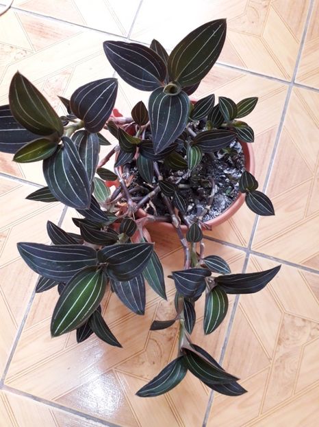 20191213_103600[1] - ludisia discolor