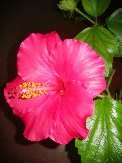  - Hibiscus