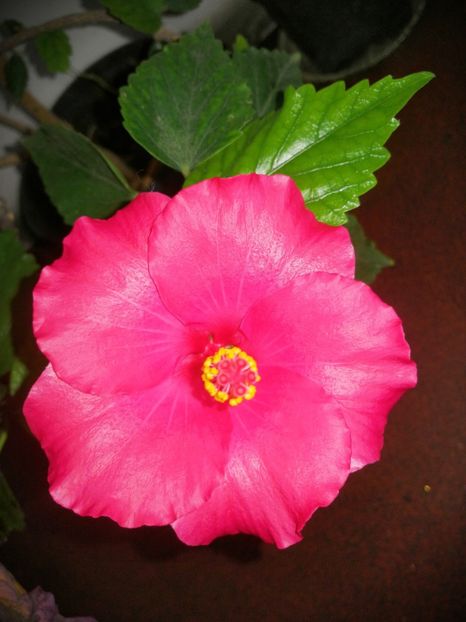  - Hibiscus