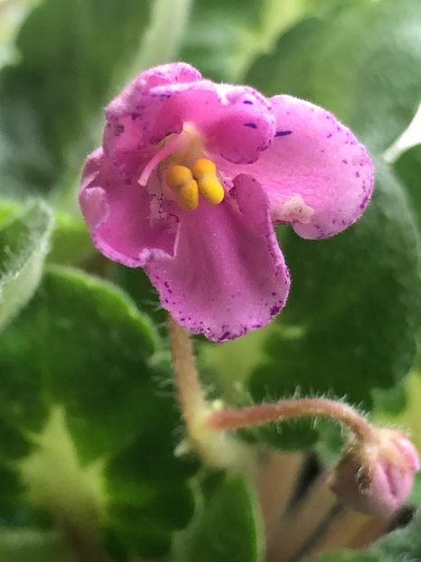 2FAA1419-6E36-4F94-BC3E-62CD821BEF80 - Rebel-s Amy