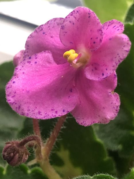 95F007E5-EA8E-44D0-B239-D14C4E6D669C - Rebel-s Amy