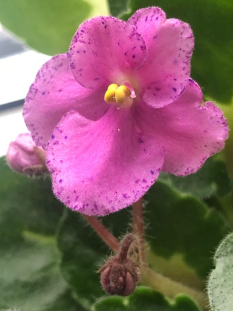 68FB60B7-5347-4362-8BE8-7C10FC725BCA - Rebel-s Amy