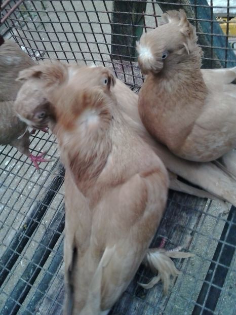 2018-10-19 14.26.28 - JDB GALBENI