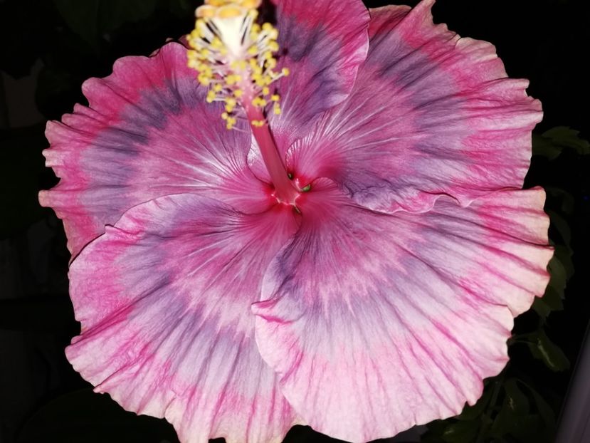 13.12.2019 - Purple Pashmina