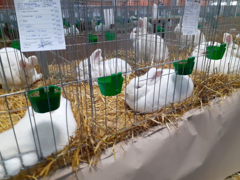  - Expoziția nationala 2019