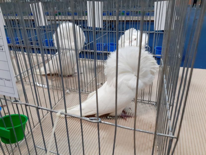  - Expoziția nationala 2019