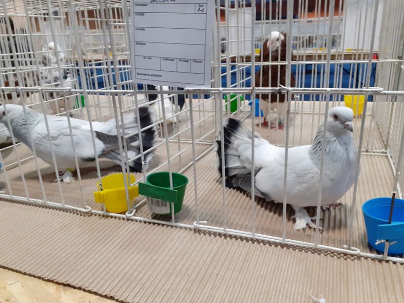  - Expoziția nationala 2019