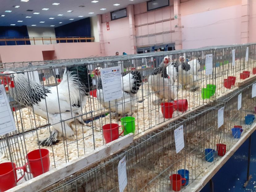  - Expoziția nationala 2019
