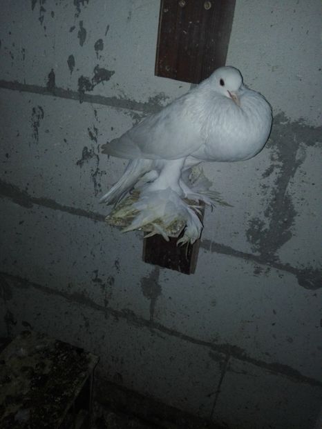  - 000-DE-VANZARE-trimit in tara