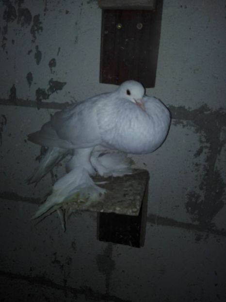  - 000-DE-VANZARE-trimit in tara