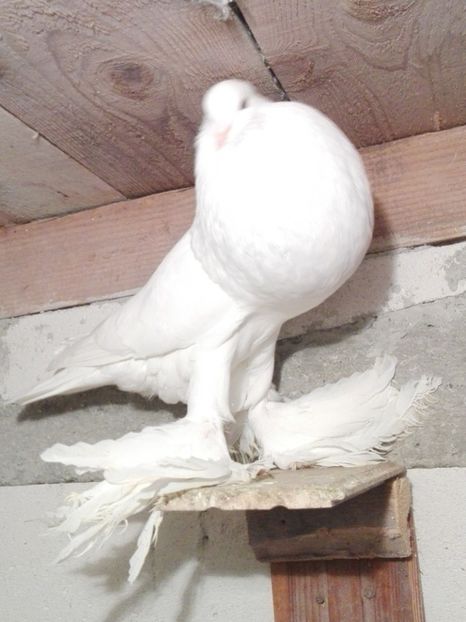  - 000-DE-VANZARE-trimit in tara