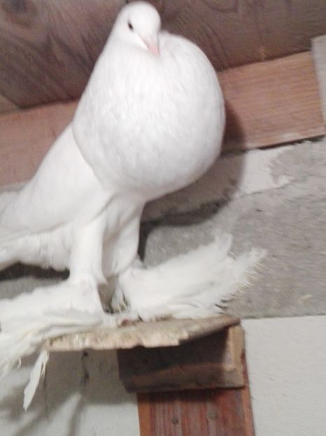  - 000-DE-VANZARE-trimit in tara