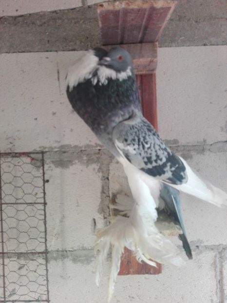  - 000-DE-VANZARE-trimit in tara