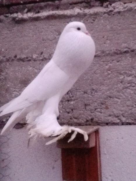  - 000-DE-VANZARE-trimit in tara