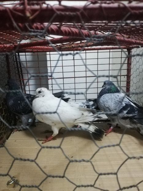  - Achiziții 6 Decembrie 2019