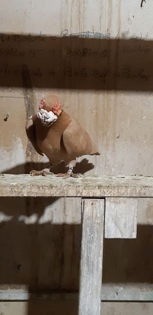  - Caunculati si berberi 2019