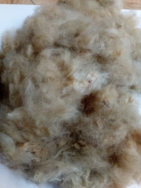  - Z SEMINTE BUMBAC MARON - SEA ISLAND BROWN COTTON