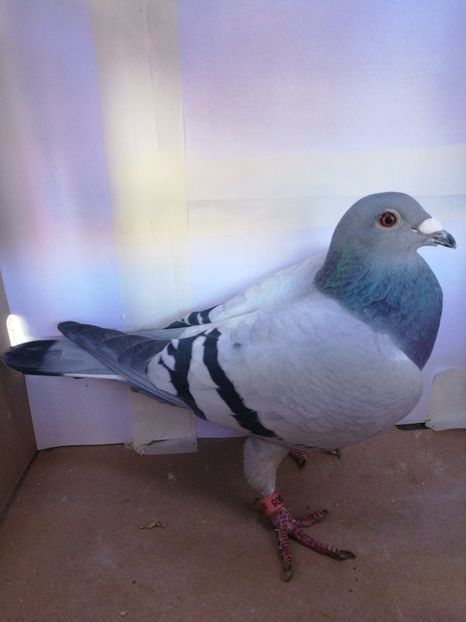 638505-2013 F - Cuplul 1