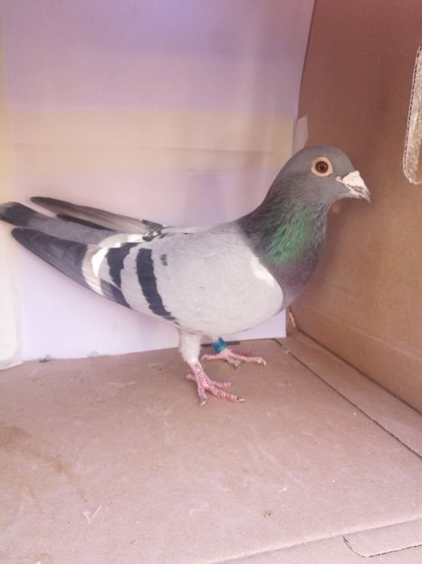 348643-2008 F - Cuplul 3