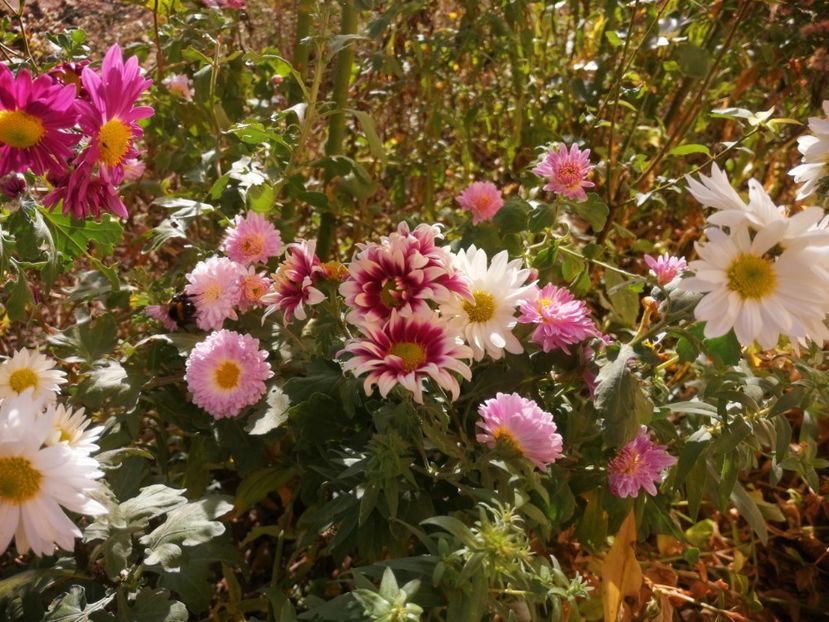  - Crizanteme 2019