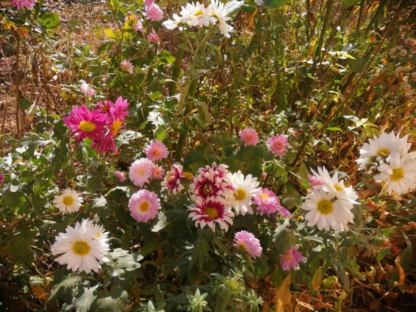  - Crizanteme 2019