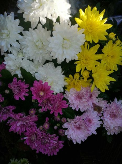  - Crizanteme 2019