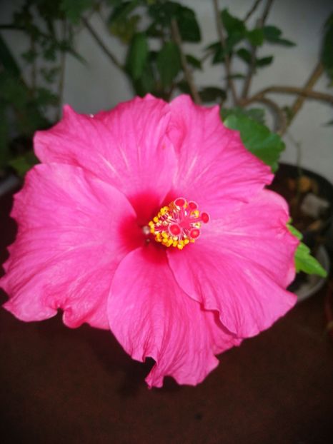  - Hibiscus