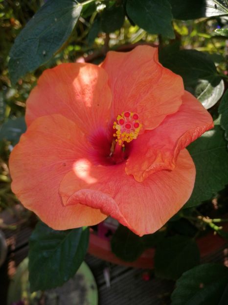  - Hibiscus