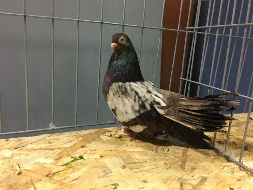 F3EA7B89-B050-492D-9133-61D1A8749BF9 - Omologare plumburii