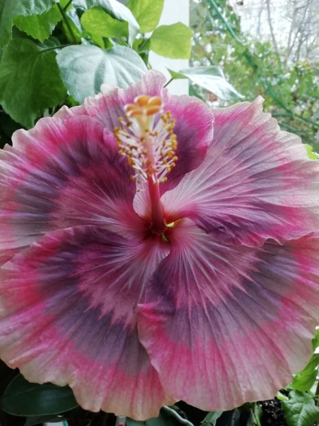 14.12.2019 - Purple Pashmina