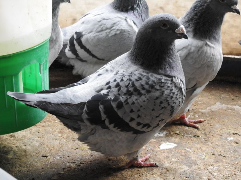  - VOIAJORI STANDARD MATCA
